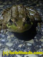 /home//u458753944/public_html/sourcegallery///////Roxborough Toad Detour/2013-2019/2013/2013-05-08/P1120372.JPG